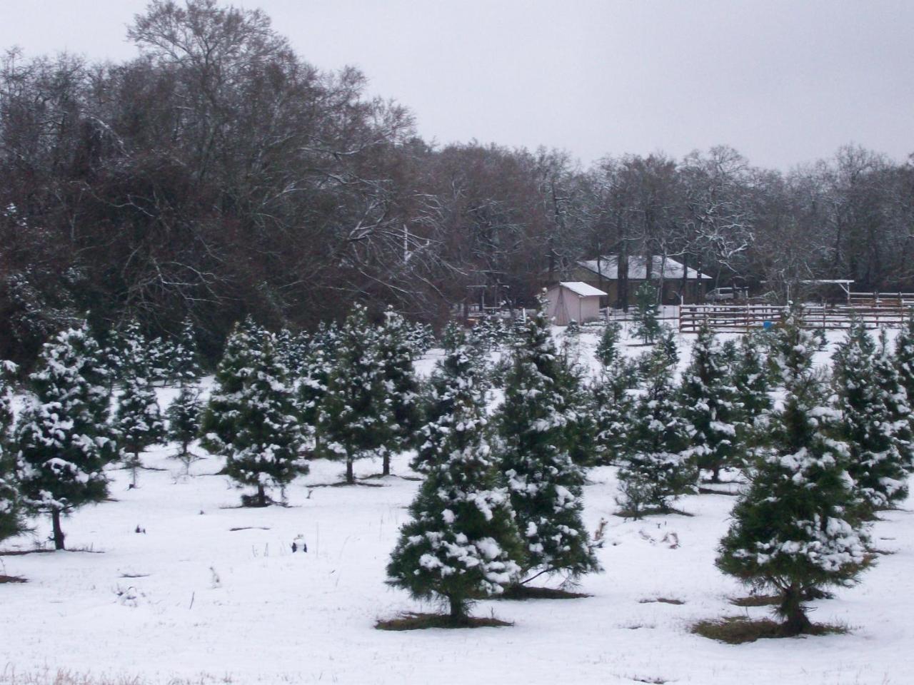 Kelumac Christmas Tree Farm B&B Bryan Esterno foto