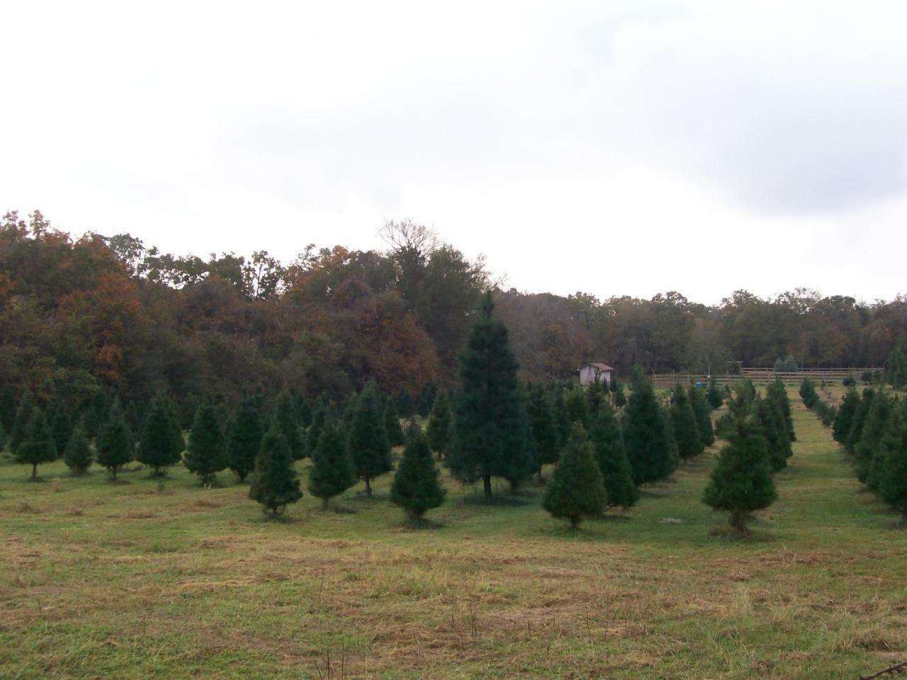 Kelumac Christmas Tree Farm B&B Bryan Esterno foto