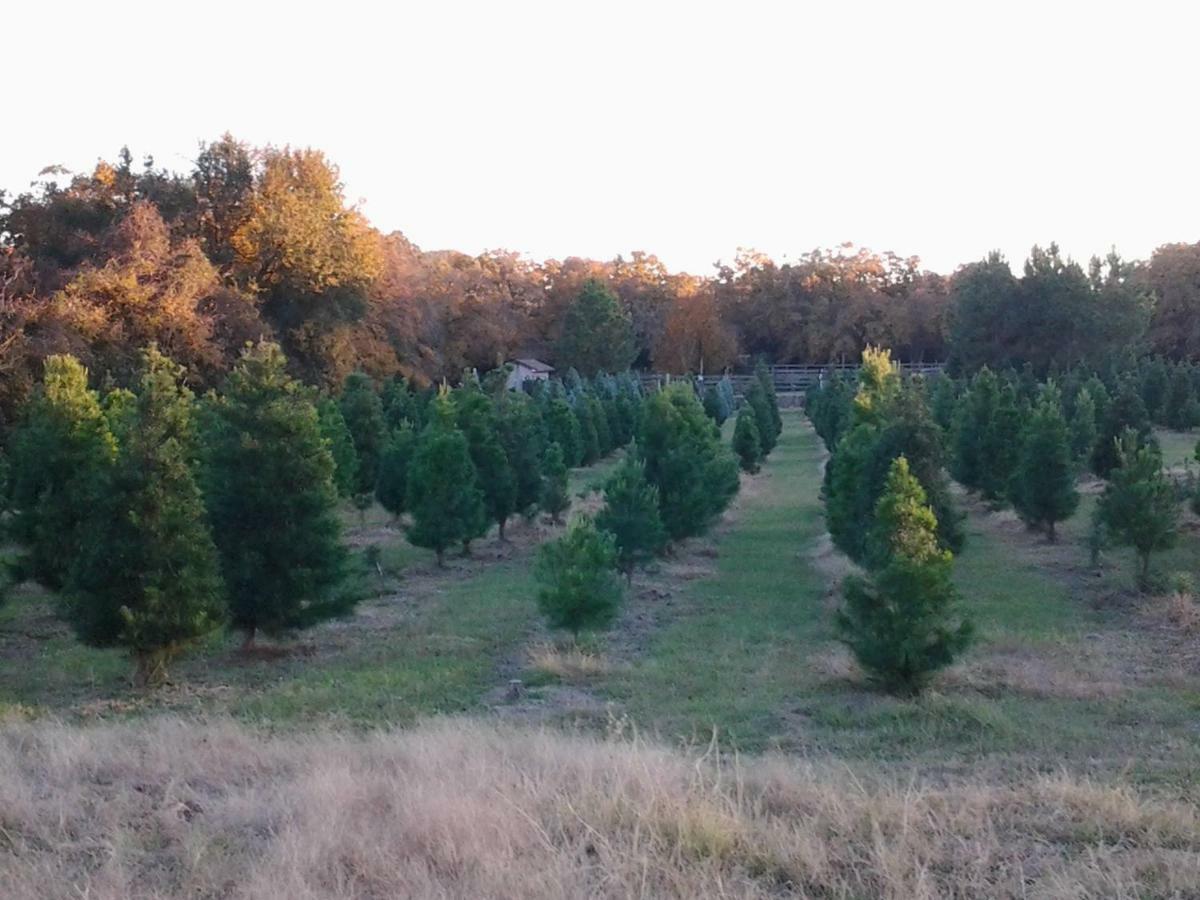 Kelumac Christmas Tree Farm B&B Bryan Esterno foto